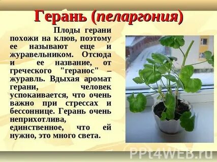 Пеларгония окружающий мир 2 класс