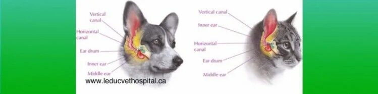 Сколько у собаки ушей. Строение уха собаки схема. Ухо собаки строение анатомия.