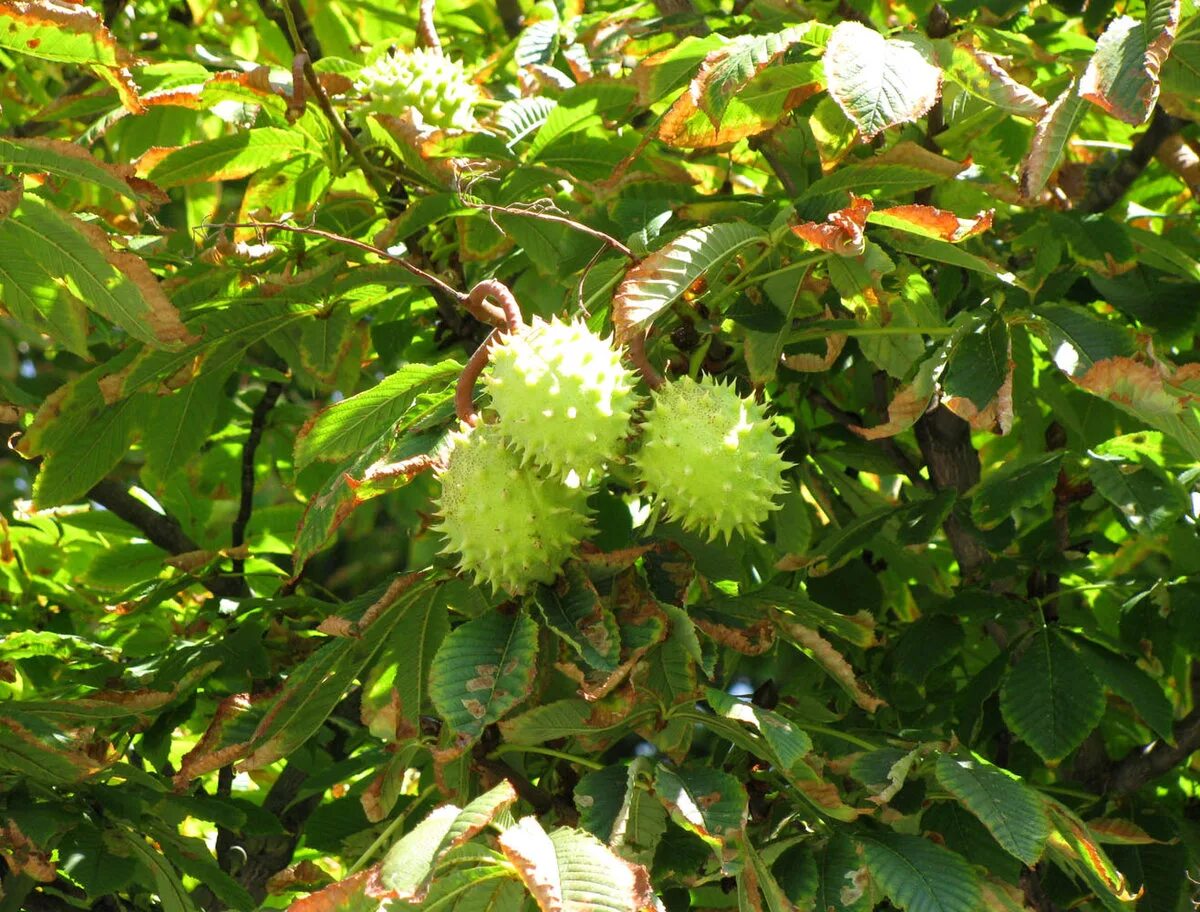 Каштан хвойное. Каштан конский (Aesculus). Каштан конский (Aesculus hippocastanum). Конский каштан обыкновенный плод. Дикий каштан дерево.