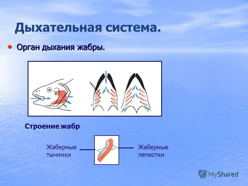 Строение жабр. Жабры строение. строение жабр рыб.