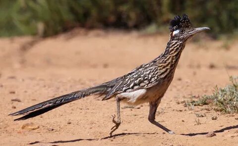 Road runner
