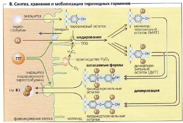 Использование йода для синтеза гормонов. Схема синтеза тиреоидных гормонов. Биосинтез тиреоидных гормонов схема. Синтез тиреоидных гормонов биохимия схема. Синтез гормонов щитовидной железы схема.