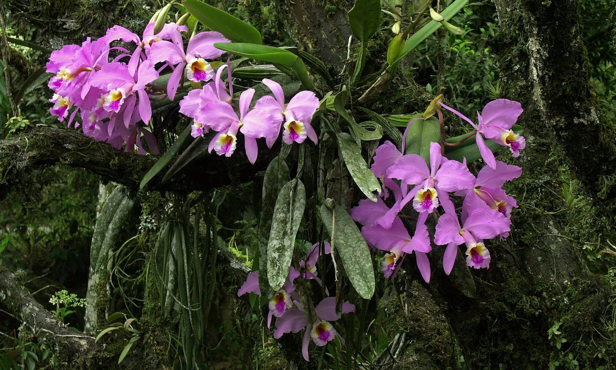 Орхидея Каттлея в дикой природе. Орхидея эпифит. Эпифиты Дендробиум. Тропическая Орхидея эпифит.