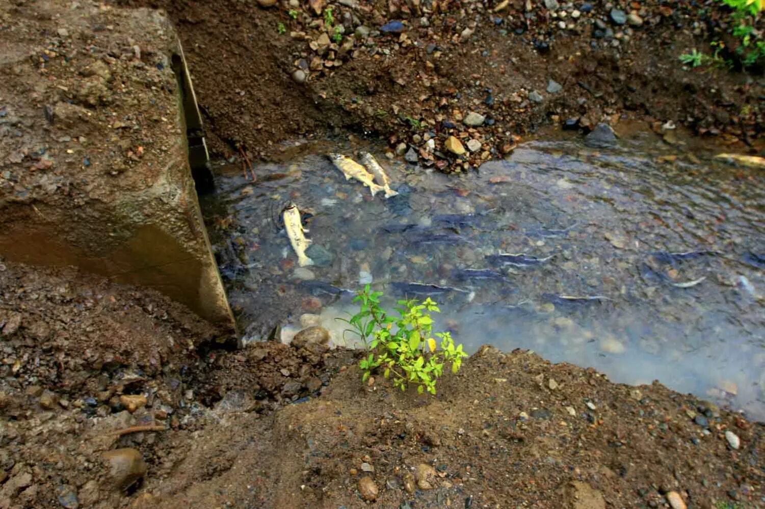 Нецентрализованное водоснабжение - Что такое децентрализованное водоснабжение