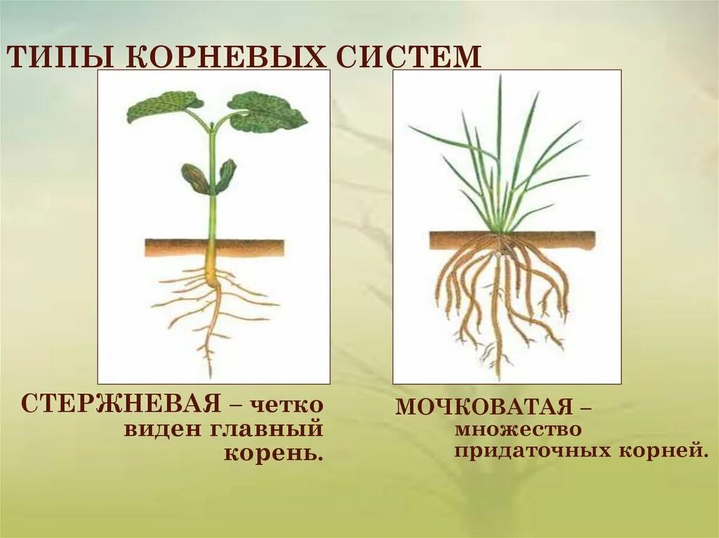 Сложная корневая система. Типы корневых систем. Корневая система стержневого типа. Типы корневых систем стержневая и мочковатая. Растения со стержневой системой.