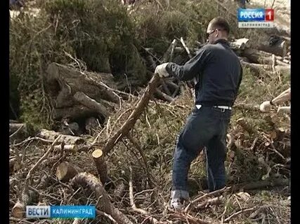 Сбор валежника в 2024