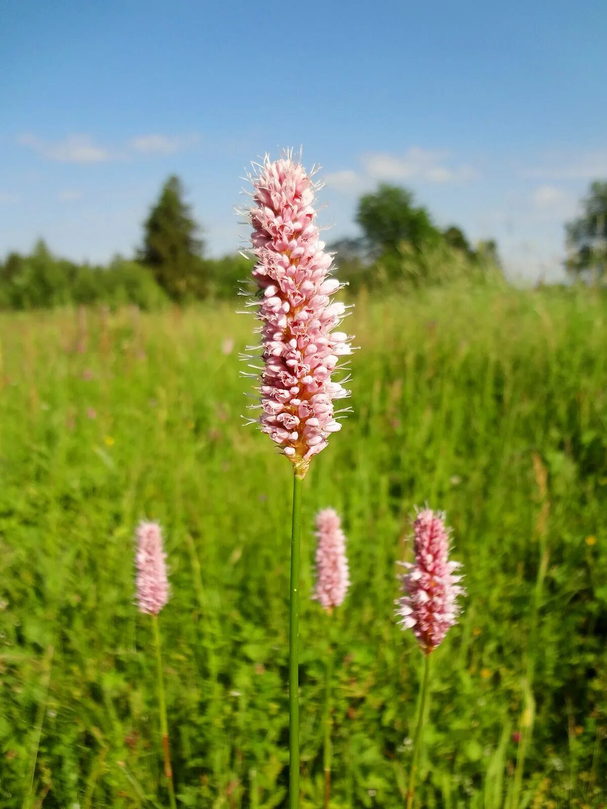 Горец змеиный. Змеевик Горец змеиный. Горец змеиный (Polygonum bistorta). Горец змеиный (Polygonum bistorta `superba`).