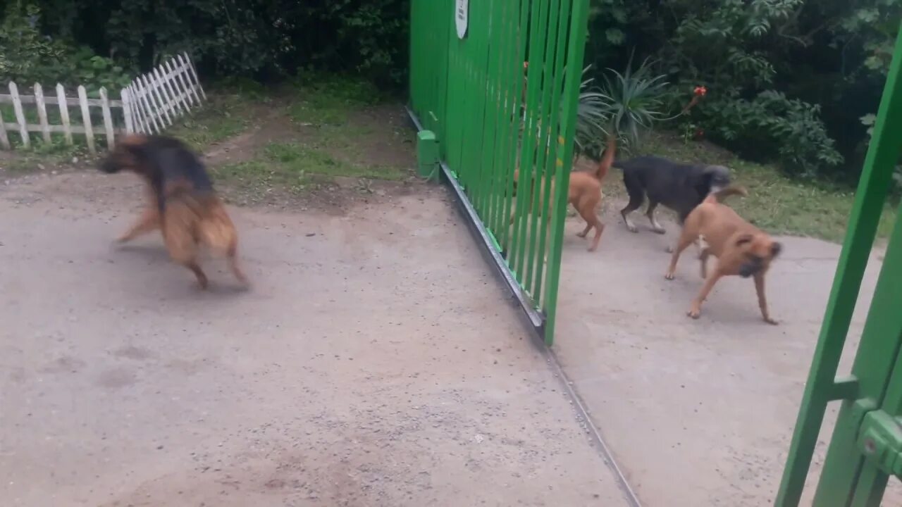 Ronda s dog is not long. Собака за забором. Собаки лают друг на друга через забор. Две собаки лают друг на друга. Собаки ругаются.
