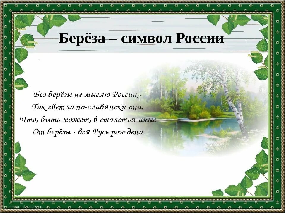 Белая береза стихотворение 2 класс васильев. Васильев белая береза. Белая берёза Васильев 2 класс. Стихотворение Васильева белая береза. Стихотворение белая берёза Васильев.