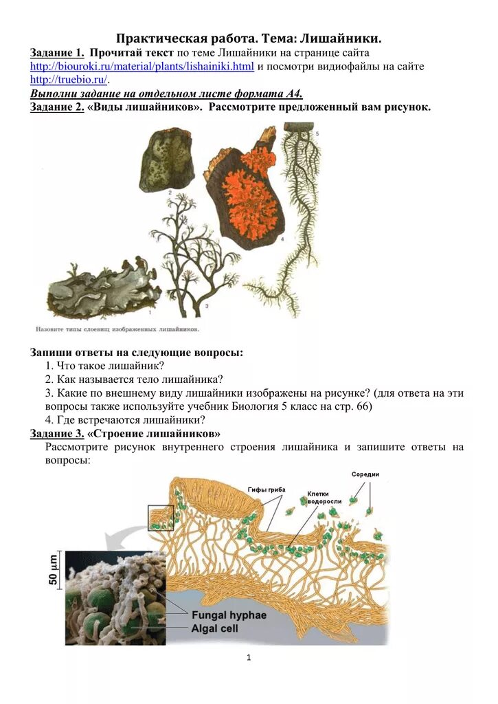 Практическая 5 класс лишайники биология. Тема лишайники. Практическая работа по лишайникам. Лишайники задания по биологии.