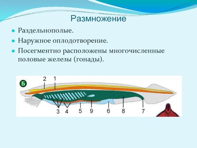 Подтип бесчерепные класс ланцетники классификация. Филогенез хордовых схема. Размножение и развитие позвоночных животных. Тип хордовые подтип бесчерепные общая характеристика. Размножение и развитие птиц строение яйца.