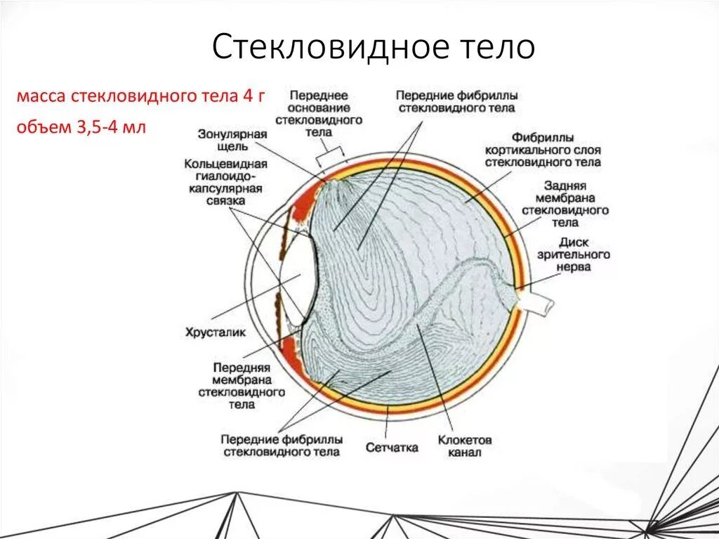 Что располагается в глазу человека непосредственно