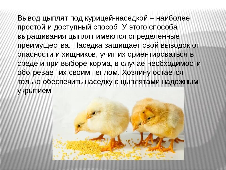 Описание цыпленка. Сообщение о цыплятах. Опишите цыпленка. Факты о цыплятах.