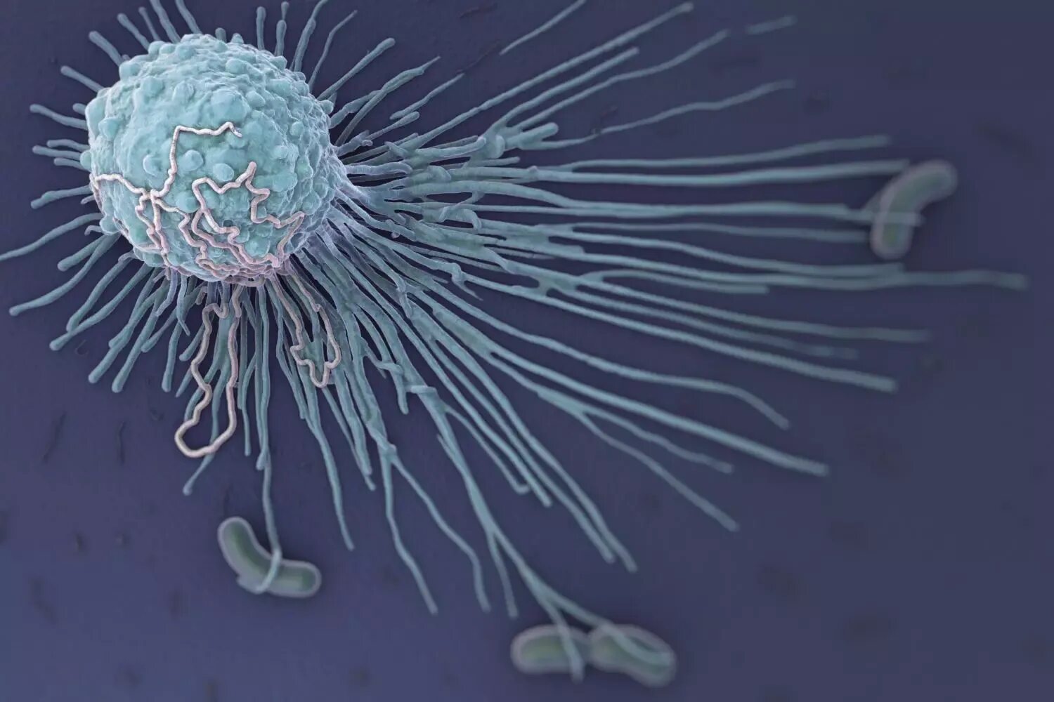 Макрофаги 1 3. Макрофаги это лейкоциты. Макрофаг в микроскопе. Макрофаги это клетки. Макрофаги электронная микроскопия.