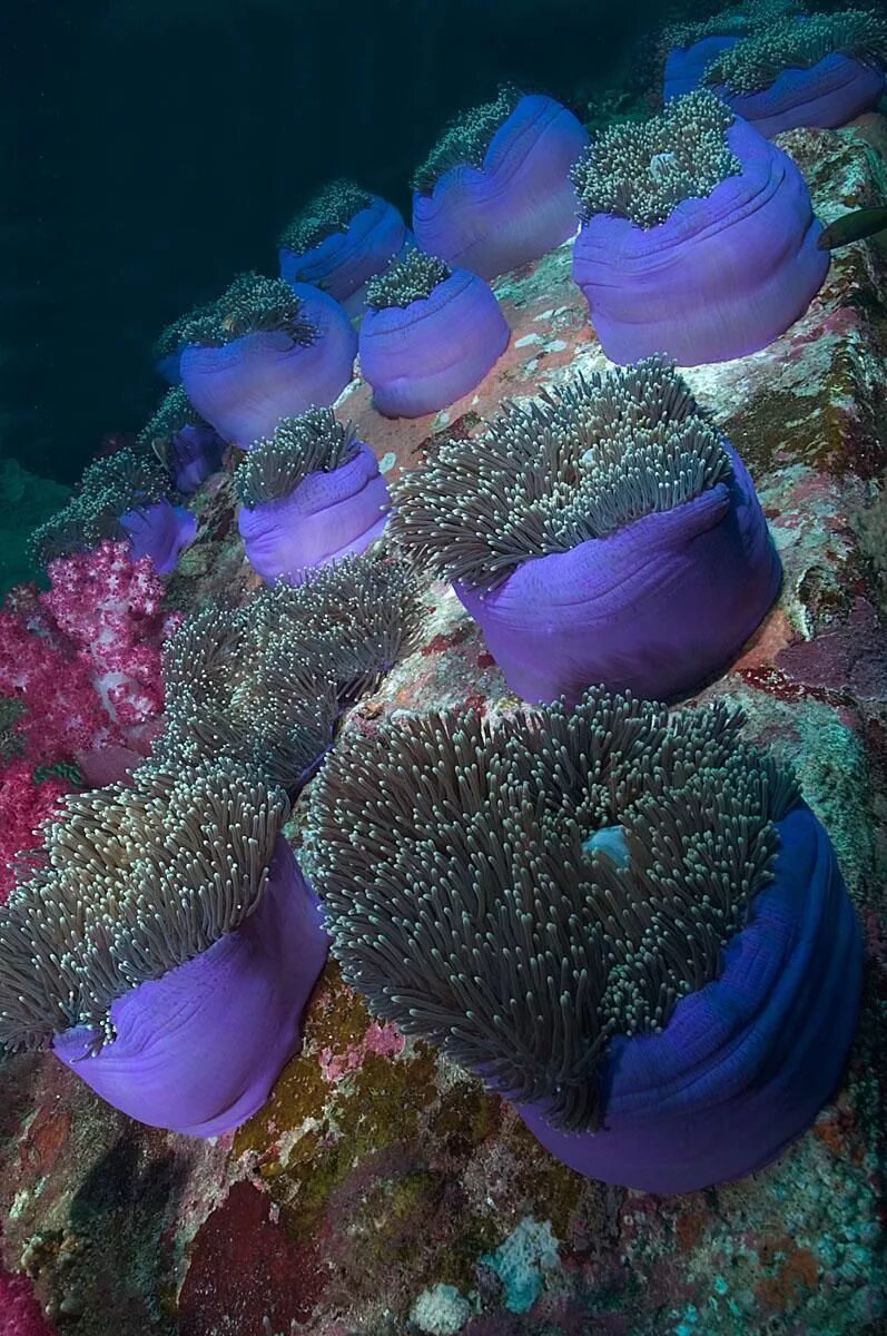 Обитатели кораллового рифа. Рифы в океане. Коралловые рифы красного моря. Рыбы кораллового рифа красного моря. Риф ракушки красное море.