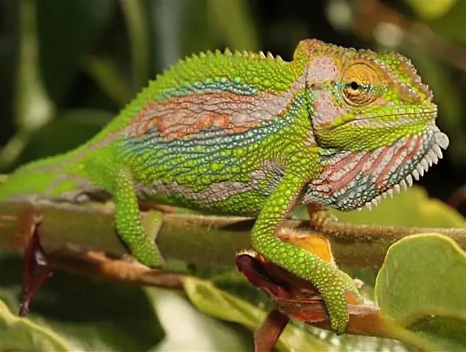 Bradypodion pumilum. Горный карликовый хамелеон Bradypodion damaranum. Африканс... Карликовые хамелеоны. Капский карлик хамелеон.