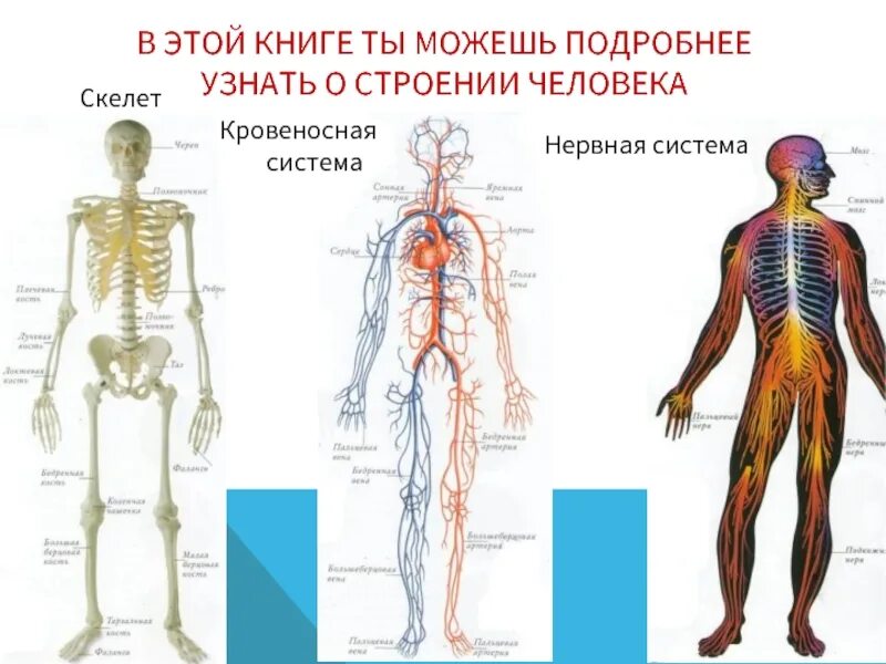 Кровеносная и нервная система человека. Скелет человека с нервной системой. Кровеносная система на скелете. Скелет человека с кровеносной системой.