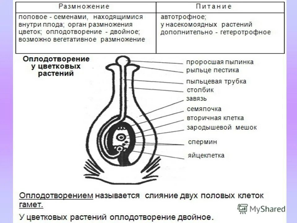 половом размножении цветковых растений. 2 размножение покрытосеменных растений. схема опыления и оплодотворения цветковых растений биология 6 класс. цикл размножения покрытосеменных растений схема. схема способы размножения растений.