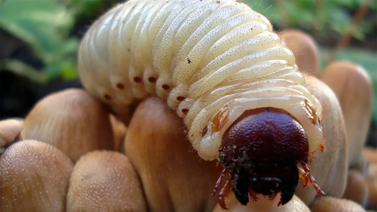 Cossus cossus