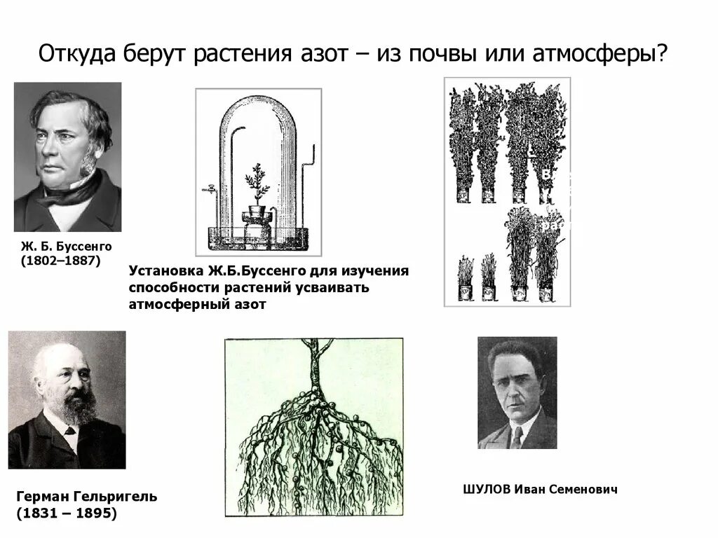 Усваивать атмосферный азот. Круговород азона в природе. Источники азота для растений. Усваивать атмосферный азот. Усваивать атмосферный азот.