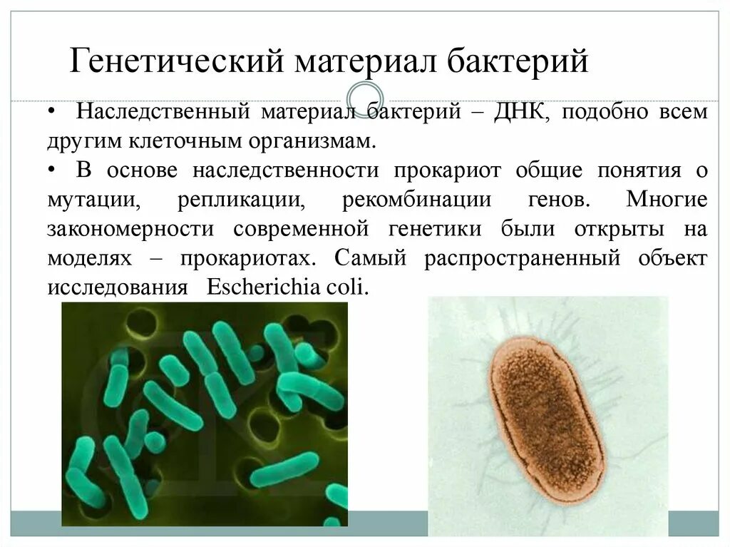 Генетический материал бактерий. Генетический материал клетки бактерий. Наследственный материал бактерий. Строение генетического материала у бактерий. Наследственная информация у бактерий