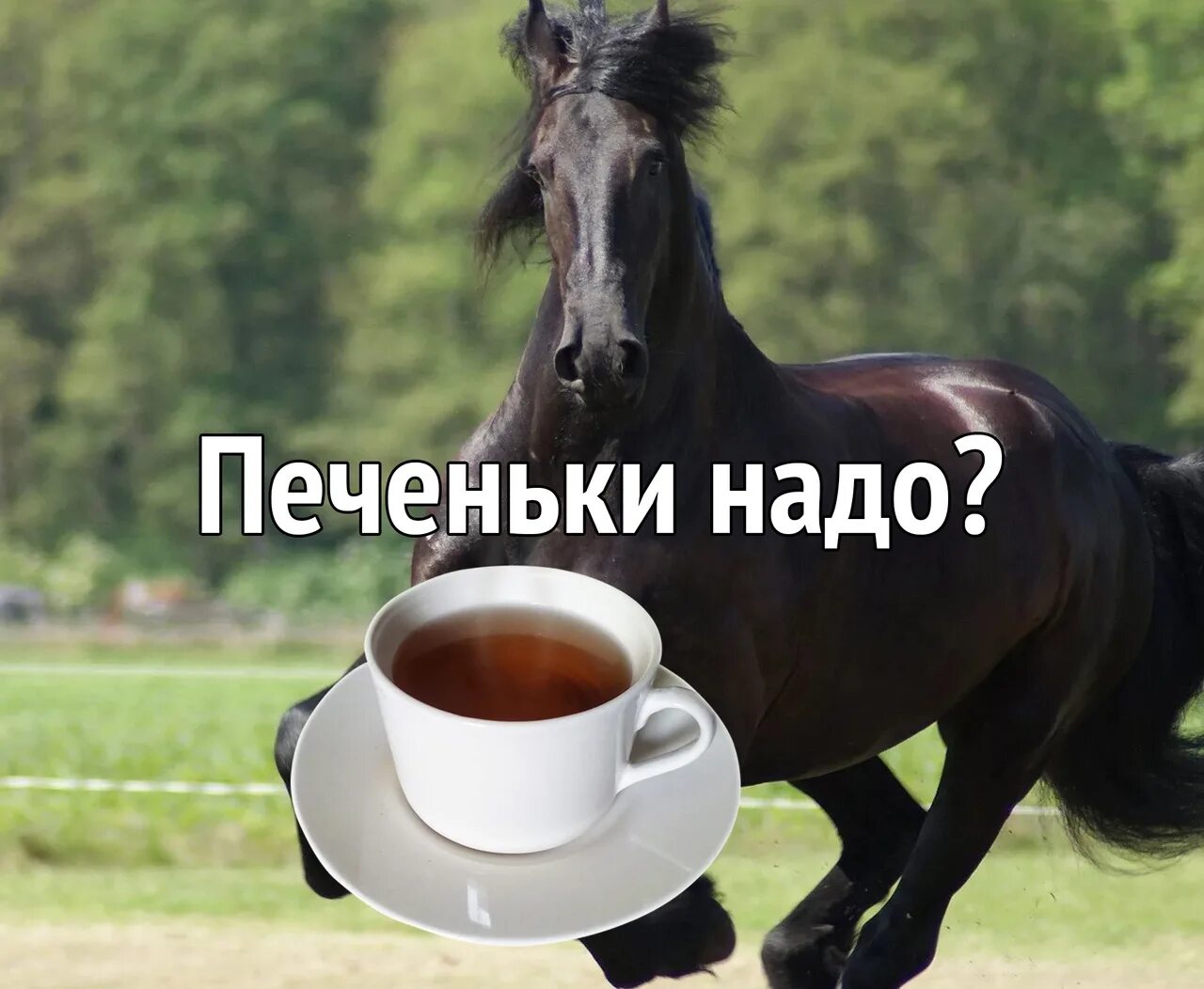 Конь чаю. Конь чаю Мем. Конь с чаем. Конь чаю уже несу.