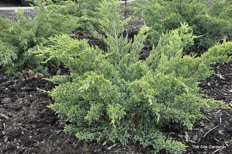 Можжевельник чешуйчатый голден флейм. Можжевельник чешуйчатый холгер. Можжевельник чешуйчатый скуамата хольгер. Можжевельник чешуйчатый холгер. Можжевельник голден холгер.