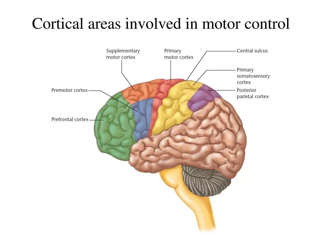 Двигательная область мозга. Проекционные области коры головного мозга. Проекционные зоны коры мозга. Моторная область коры головного мозга. Supplementary Motor area.