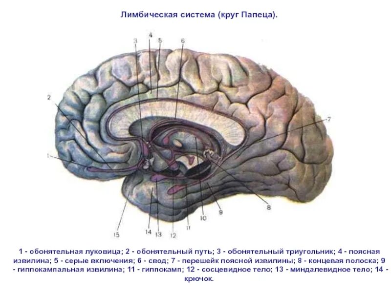 Обонятельный мозг. Лимбическая система головного мозга анатомия. Лимбическая система поясная извилина. Лимбическая кора головного мозга. Шпорная борозда мозга.