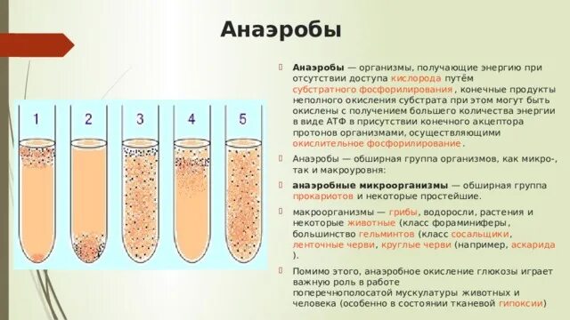 Организм живущий только при отсутствии кислорода. Организмы анаэробы. Анаэробы это кратко. Анаэробы примеры организмов. Анаэробы конечные продукты окисления.