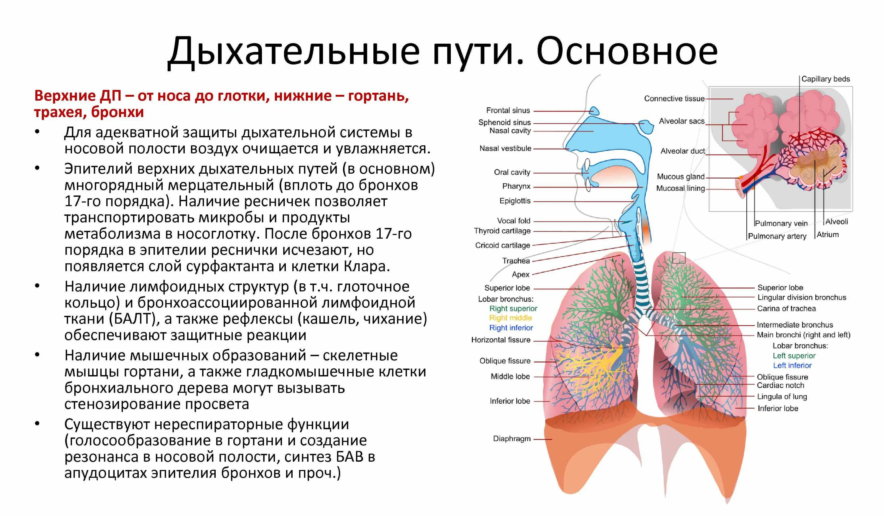 Воздух в легкие поступает через. Дыхательная система человека трахея и бронхи. Дыхательная система бронхи анатомия человека. Дыхательная система воздухоносные пути и дыхательная часть. Воздухоносные дыхательные пути.