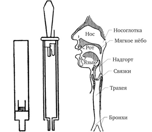 Нижние резонаторы. Голосовые связки голосового аппарата.