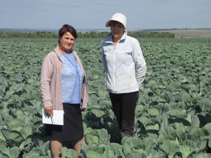 Gbnjvybr питомника растений «алексеевская дубрава». Абрикос плодопитомник. Прополка посевов в лесных питомниках. Посевная кампания 2023. Реконструкция лесного питомника.