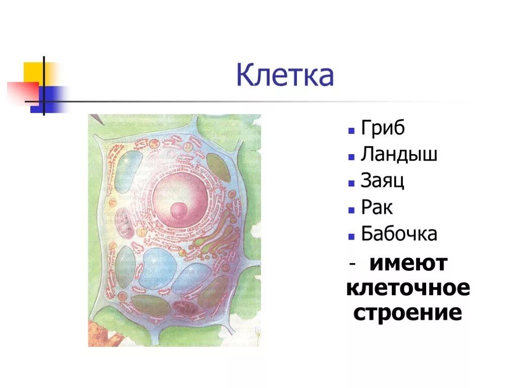 Любые клетки имеют. Строение клетки. Строение неживой клетки. Неживые части клетки. Строение клетки 6 класс биология.