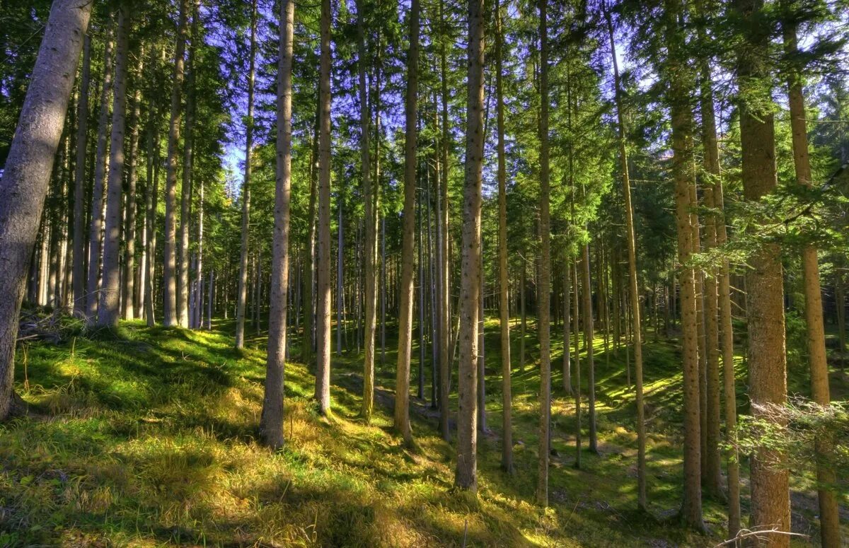 сосновый бор москва парк. фаснальский сосновый бор. соснового бора соснового бора. сосновых боров. сосновый бор сумкино.