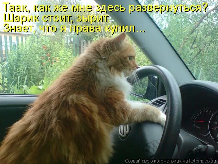 Никуда нибудь. Рыжий кот за рулем. Водитель с рыжим котом. Кот едет. Котик за рулем.