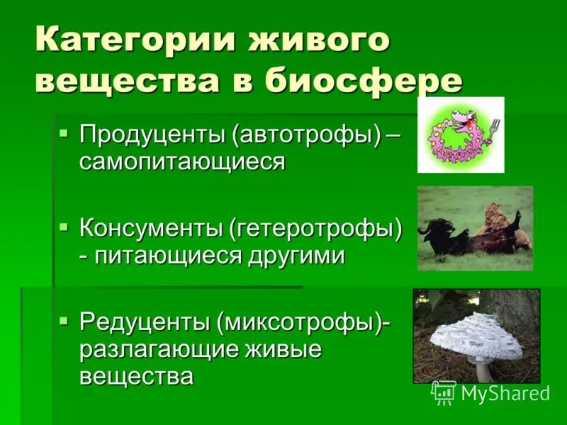 типы питания живых организмов продуценты консументы и редуценты. продуценты гетеротрофы редуценты. автотрофы консументы. круговорот веществ продуценты консументы редуценты. продуценты фото.