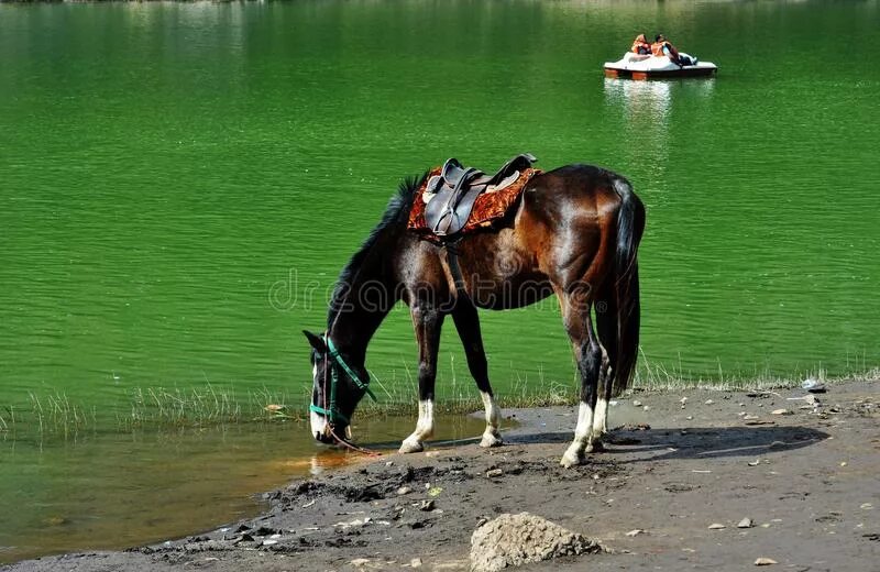 Лошадь пила воду. Лошадь пьет воду. Лошади в воде. Лошадь пьет воду из реки.