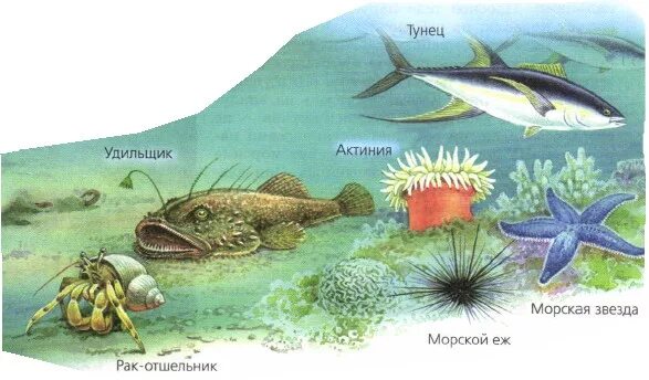 В верхнем слое воды обитает больше