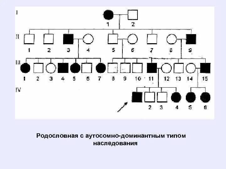 Доминантные аутосомные признаки человека - найдено 87 картинок