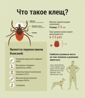 Энцефалит после клеща