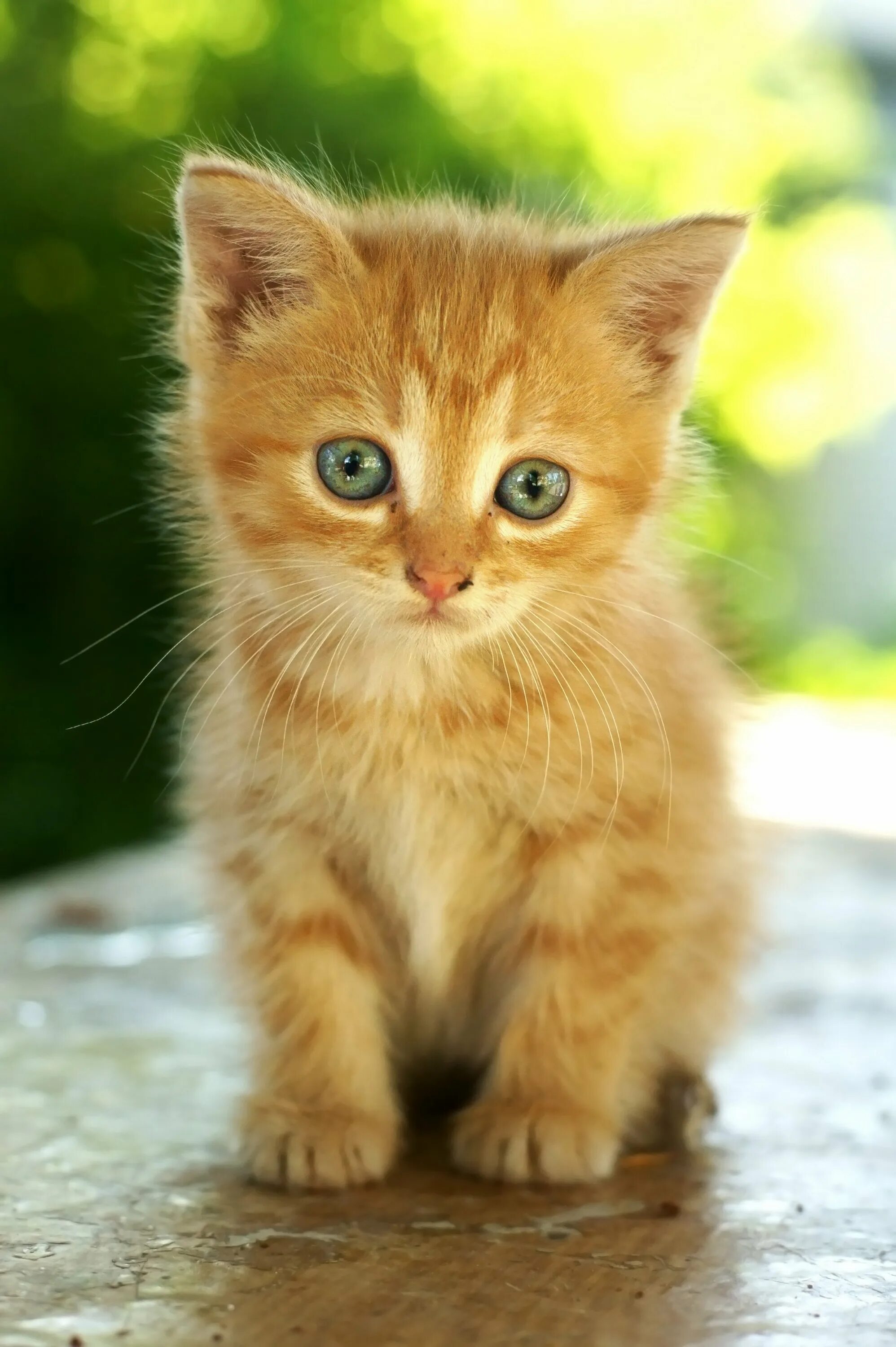 Киса мурка. Рыжий котёнок. Котенок Рыжик. Красивый рыжий котенок. Милый котенок.