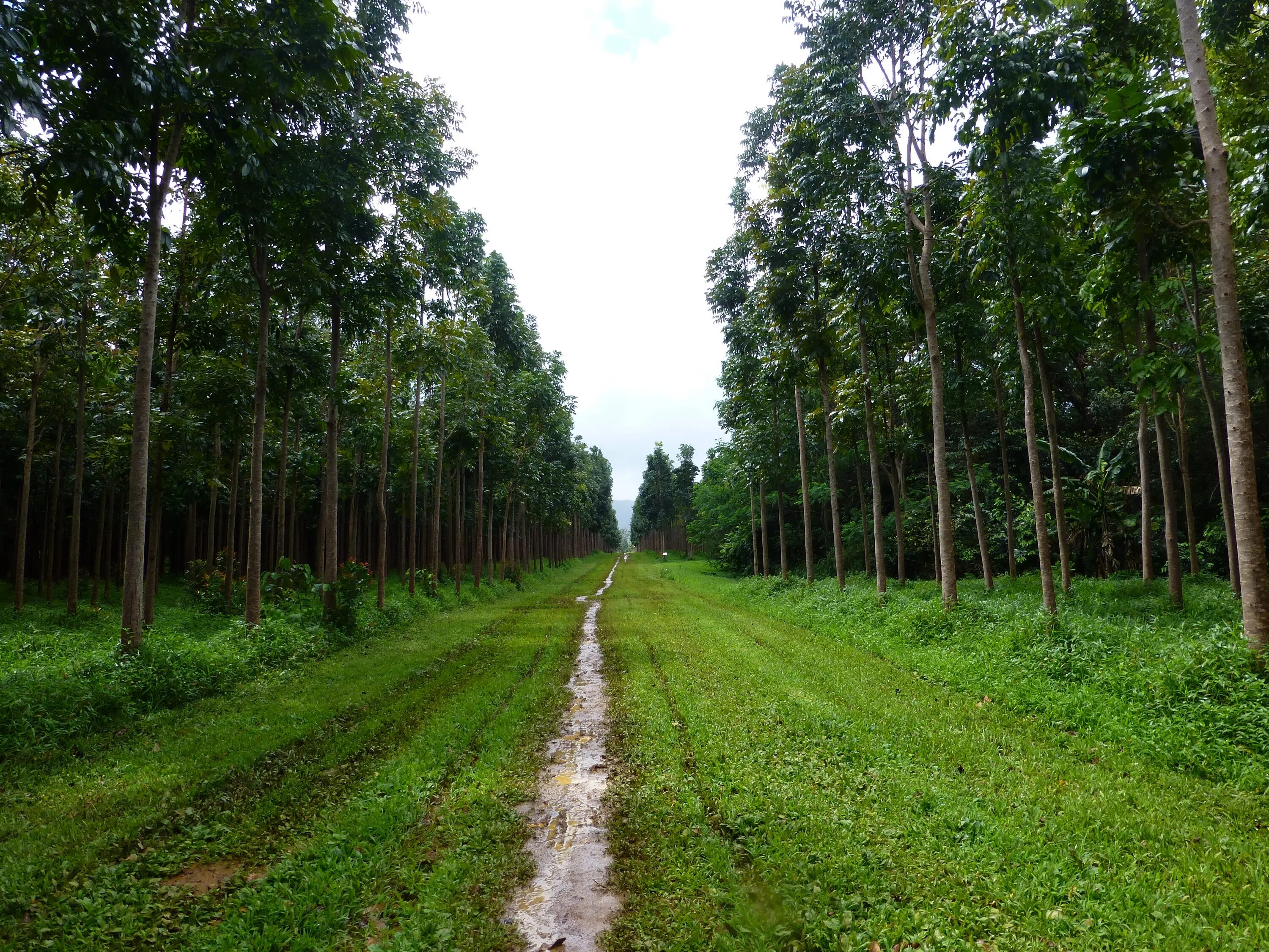 Дерево плантации. Гавайи дорога лес. Деревья на трассе. Maun Tree. Kauai Plantation Railway.