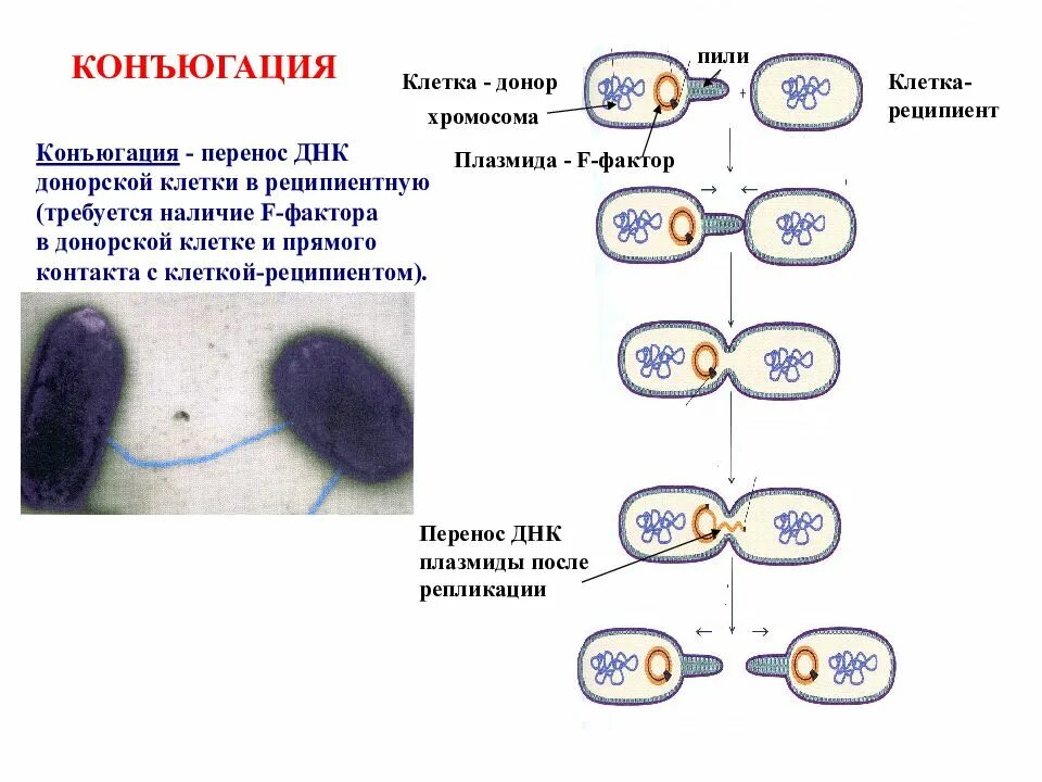 Конъюгация микробиология f фактор. Конъюгация прокариот схема. Конъюгация бактерий схема. Механизм конъюгации микробиология. Деление клеток прокариот