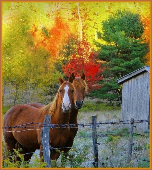 Лошади в деревне. Лошадь осень. Деревенский конь. Рыжая лошадь.