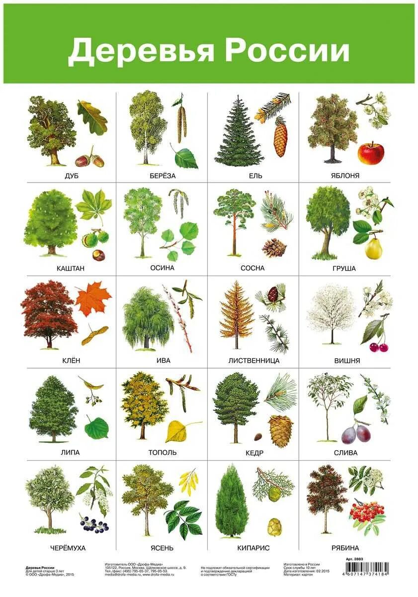 Плакат Дрофа-Медиа деревья России. Дрофа плакат деревья России. Листья разных деревьев с названиями. Листья деревьев нашвния.