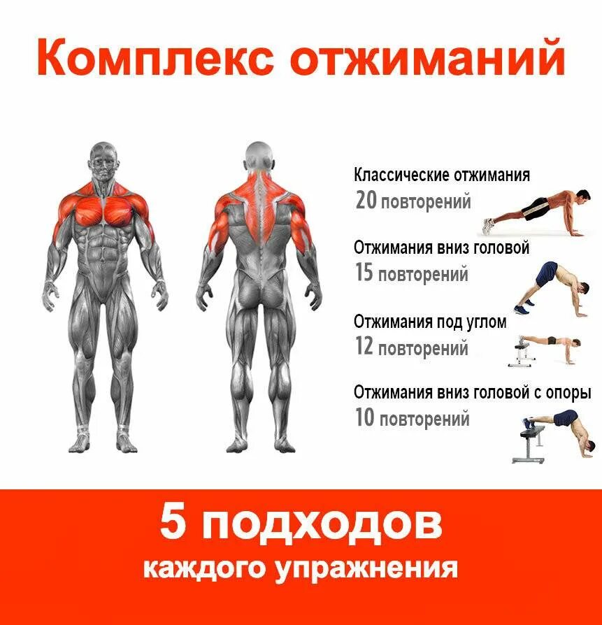 Мышцы работающие при ударе. Отжиманимышцы задействованы. отжимания группы мышц. отжимания какие мышцы. отжимания какие мышцы работают.