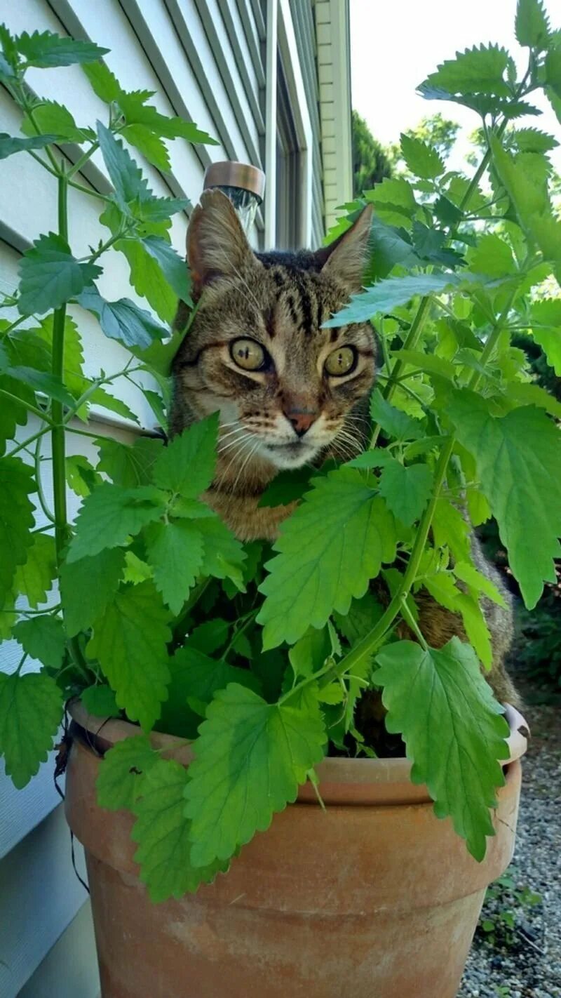 Кошачья мята где купить. Котовник кошачий. Catnip Кошачья мята. Трава котовник кошачий. Кошачья мята (кошатник).