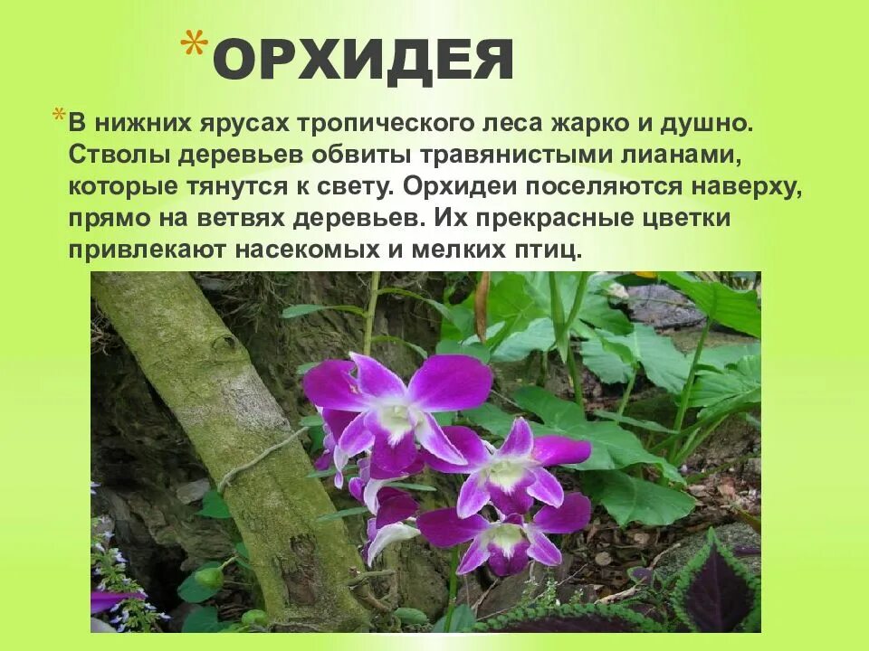 Доклад растения животных. Растения которые обитают в тропических лесах. рассказ о тропических лесах. растения тропиков с описанием. презентация тропические растения.
