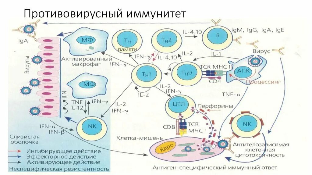 Макрофаги иммунный ответ. Схема иммунного ответа организма. Механизм врожденного иммунитета схема. Противовирусный иммунитет схема. Схема иммунного ответа при вирусной инфекции.